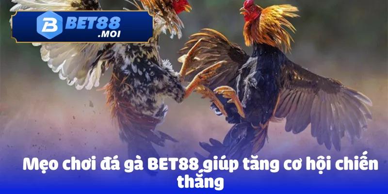 Đá gà Bet88 3 Mẹo chơi đá gà BET88 giúp tăng cơ hội chiến thắng