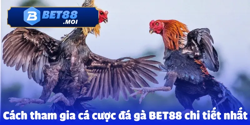 Đá gà Bet88 2 Cách tham gia cá cược đá gà BET88 chi tiết nhất
