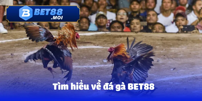 Đá gà Bet88 1 Tìm hiểu về đá gà BET88