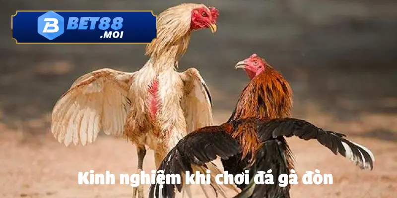 Kinh Nghiệm Cá Cược Đá Gà Dễ Thắng Mới Nhất Hiện Nay 4 Mẹo cá cược đá gà hiệu quả