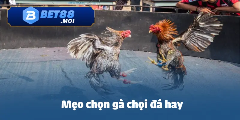 Mẹo Chọn Gà Chọi Đá Hay – Những Tiêu Chí Quan Trọng 9 Mẹo Chọn Gà Chọi Đá Hay – Những Tiêu Chí Quan Trọng Không Thể Bỏ Qua