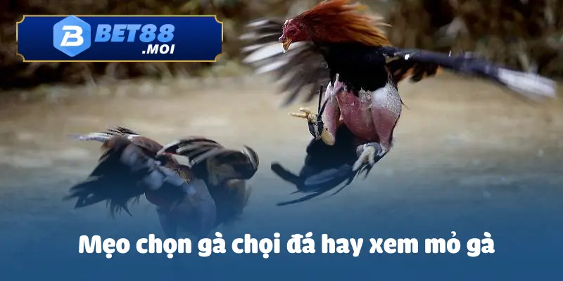 Tăng tỷ lệ chiến thắng với mẹo chọn gà chọi đá hay khi lựa chọn mỏ gà