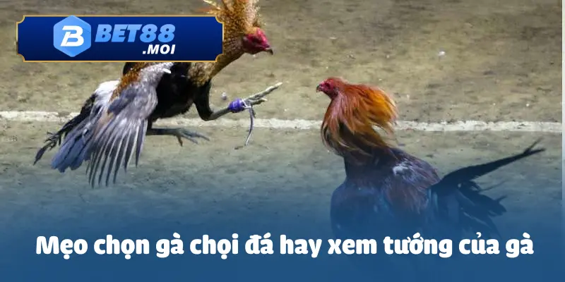 Mẹo chọn gà chọi đá hay qua việc nhìn vào tướng gà